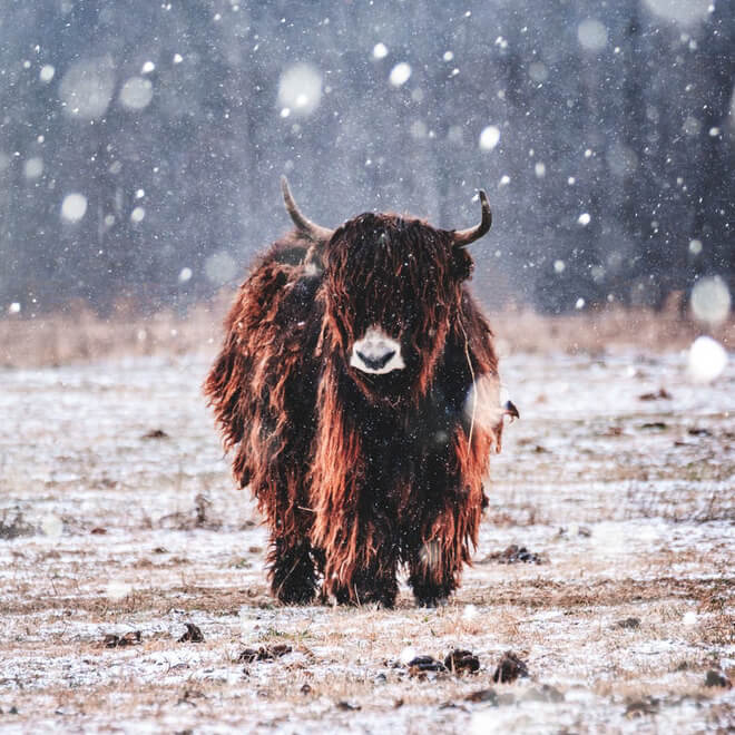 Cattle Grid CSS Framework - image filter